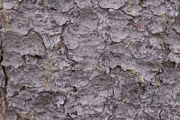 Spruce tree bark. Close-up photo.