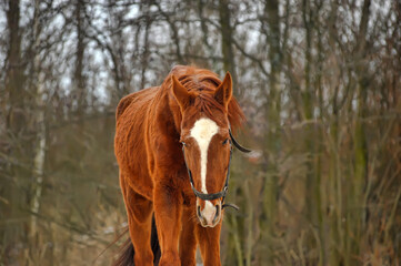 horse in winter in a paddock in the forest