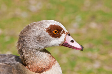 Feral Egyptian Goose (Alopochen aegyptiacus) in park, Keil, Schleswig-Holstein, Germany