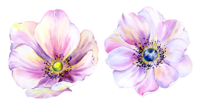 Flowers watercolor illustration. Manual composition.Design for cover, fabric, textile, wrapping paper .
