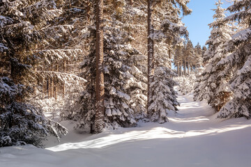 Fototapeta premium snow in the forest in a sunny day