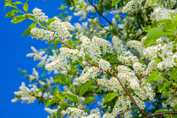 Blooming bird cherry against a blue sky 