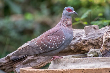 A pigeon isolated at a water feeder in a suburban garden image in horizontal format