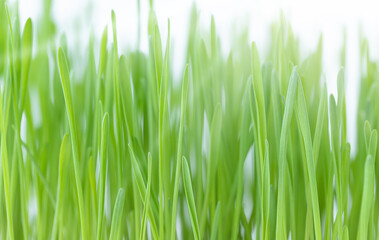 Fototapeta na wymiar Green grass and sunlight - natural background