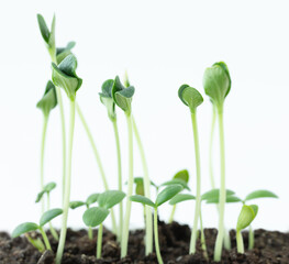 A small green seedlings sprouting out of the soil on a light background	