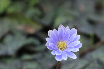 Obraz premium 早春のユキワリイチゲ（雪割一華）