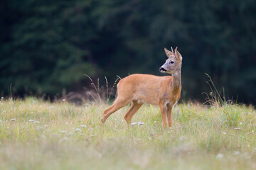 Sarna © Pawel