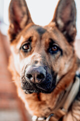Fototapeta na wymiar Portrait of a beautiful German Shepherd close-up. Focus on the dog's nose