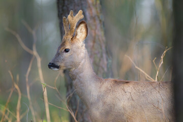 Sarna © Pawel
