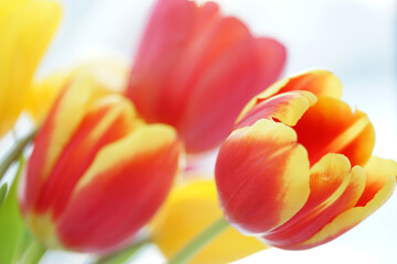 Bouquet with red and yellow tulips close up