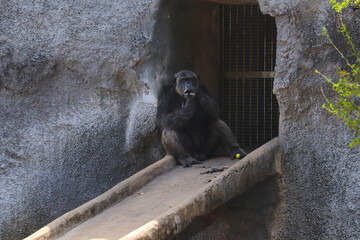 gorilla sitting on ground