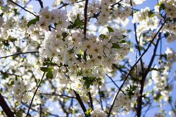 Apple tree flowers on the bright blue sky background