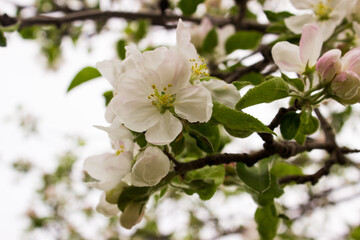 Blooming apple tree in spring time. Apple tree flowers