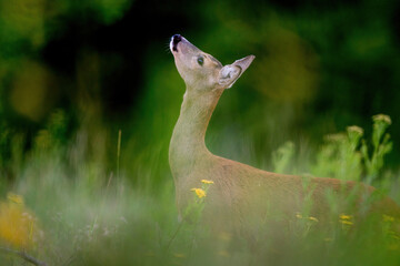 Sarna © Pawel