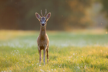 Sarna © Pawel
