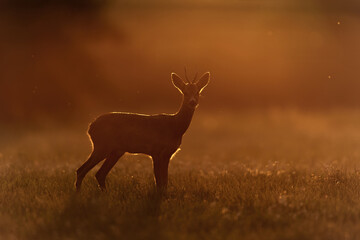 Sarna © Pawel