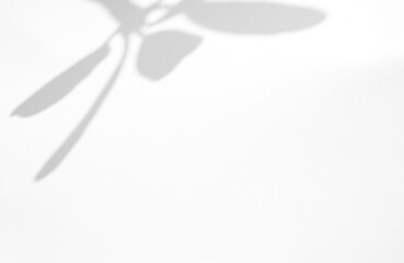 Leaves natural shadow overlay on white texture background, for overlay on product presentation, backdrop and mockup, summer seasonal concept