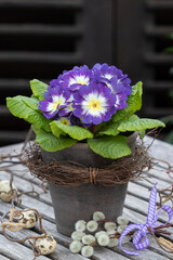 lila und weiße Primel im Terracotta-Topf als rustikale Frühlingsdekoration