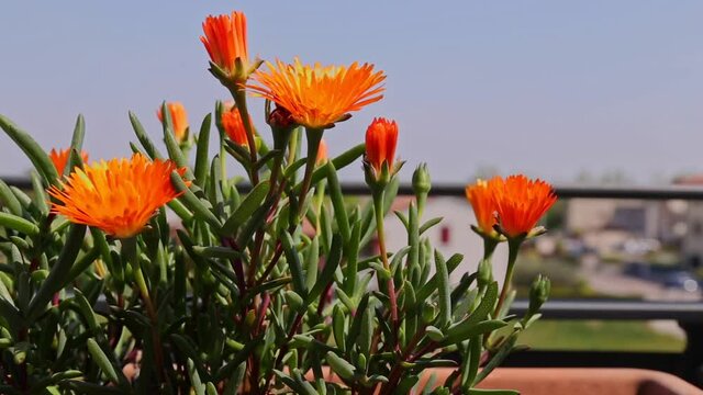 Malephora Crocea orange flower moving on the wind in full sun near a balcony railing time lapse