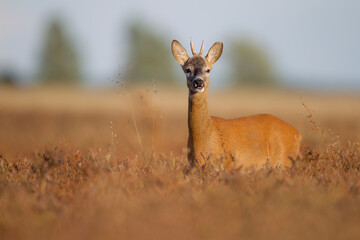 Sarna © Pawel