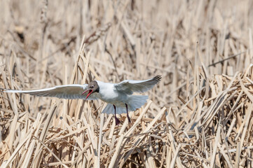 Black-headed Gull (Larus ridibundus) at colony, Moscow region, Russia