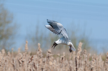 Black-headed Gull (Larus ridibundus) at colony, Moscow region, Russia
