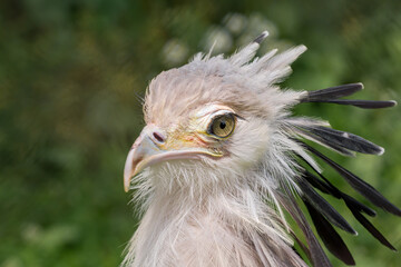 Secretarybird (Sagittarius serpentarius)