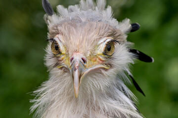 Secretarybird (Sagittarius serpentarius)
