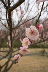 梅