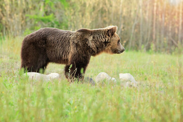 Fototapeta na wymiar Wild brown bear in natural habibat. Brown bear in nice forest. Ursus arctos,close up.Wildliffe photography in the slovak country (Tatry)