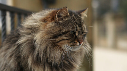 Funny furry adult tiger green-eyed cat sitting on the embankment and looks out to sea. Fluffy animals on the beach.