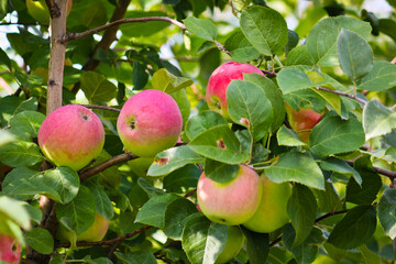 Ripe red apples on a branch of an apple tree close-up.