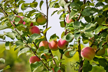 Ripe red apples on a branch of an apple tree close-up.