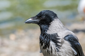 Hooded Crow (Corvus cornix) in park, Central Russia