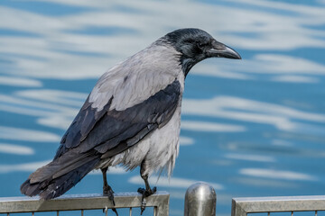 Hooded Crow (Corvus cornix) in park, Central Russia