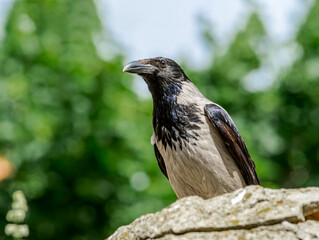 Hooded Crow (Corvus cornix) in park, Central Russia