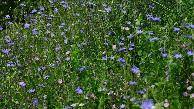 Wild meadow with the blooming chicory and herbs