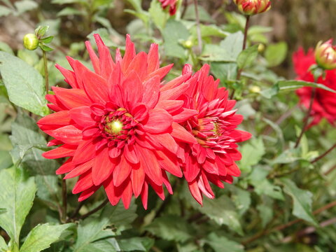 Flowers of red peone with green leaves .