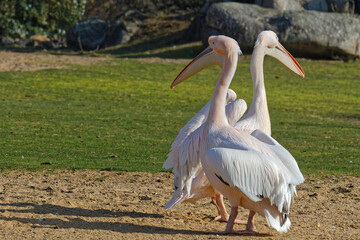 Obraz premium LYON, FRANCE, March 10, 2021 : Pelicans in the morning light of their pond, Parc de la Tete d'Or. Parc de la Tete d'Or is one of the larger city park in France