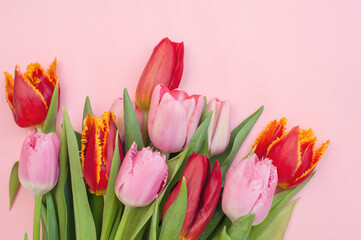 Pink and red tulips on a pink background. Top view 