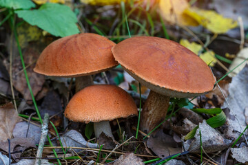 Cute penny bun mushroom is growing in the grass. The beautiful small brown cap of a cep is in the focus. It is vegetarian diet food. The mushroom grows in Ukrainian Carpathian Mountains in the forest.