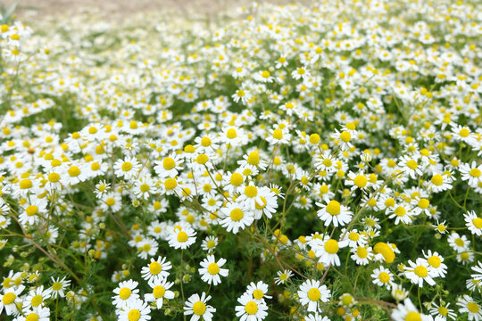 Feld mit weiß-gelben Blüten, einzelne hervorgehoben, Echte Kamille