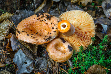 Saffron milk cap (Lactarius deliciosus) mushroom. aka red pine mushrooms aka Lactarius deliciosus in a grass., delicious edible mushrooms on a mos in natural habitat, spruce forest, early autumn shot