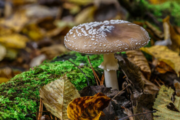 The Death angel an deadly poisonous Mushroom, Scientific name:Amanita pantherina.The mushroom grows Carpathian Mountains in the forest.