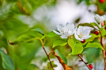 Abnormal flowering of an apple tree in autumn on branches with mature apples. A consequence of global warming. Beautiful white flowers. Rosales.