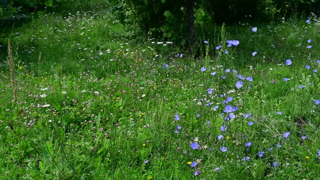 Wild meadow with the blooming chicory, clover and herbs. Russia