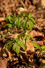 anemone bud and green leaves grows in the forest on the background of dry leaves. wild forest flowers in spring. first spring forest flowers