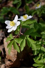 Obraz na płótnie Canvas white anemone flowers growing in the forest. wild forest Spring flowers on sunny day