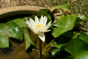 white lotus flower 