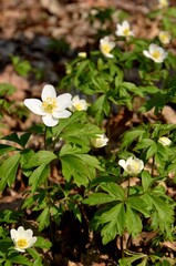 white anemone flowers growing in the forest. wild forest Spring flowers on sunny day